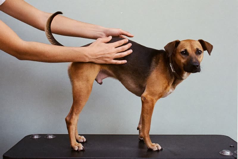 A calm dog standing steady on a grooming table