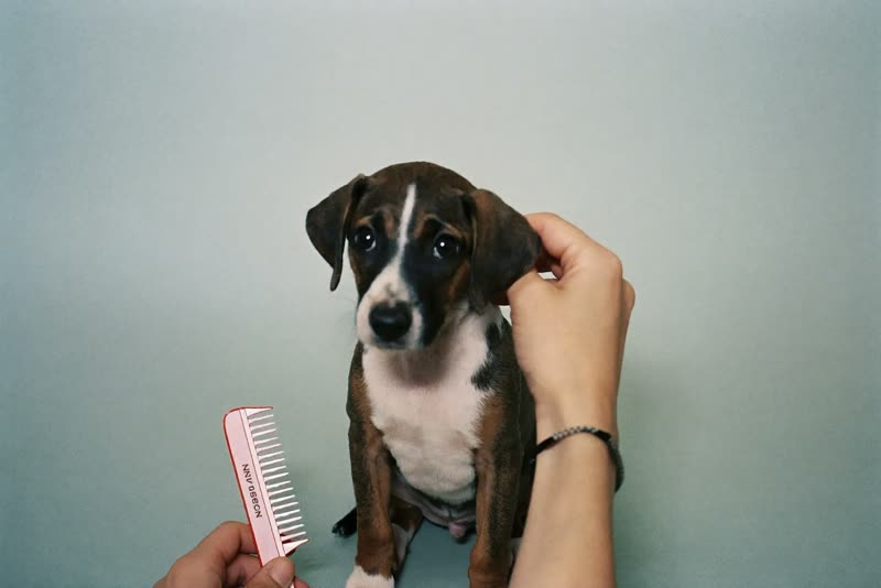 A small puppy sitting patiently for a first groom
