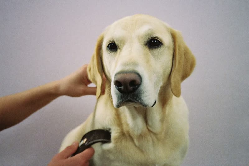 An older dog with a greying muzzle resting after a groom