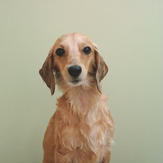 A freshly bathed small terrier, towel-dried coat