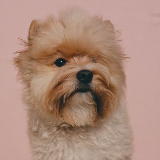 A small dog's coat lifted and fluffed during a blow-dry
