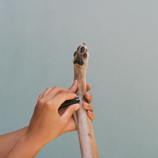 A dog's paw held steady for a nail trim