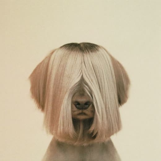 A long-haired dog with a neatly finished scissor trim