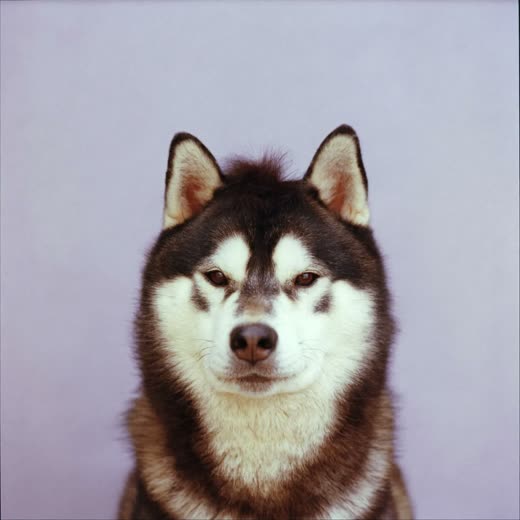 A thick-coated dog with a smooth de-shedded coat